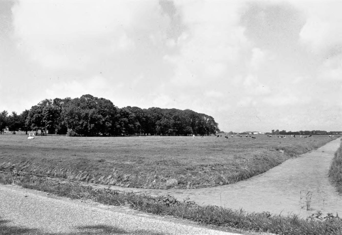Historische zomerfoto van het erf aan de Jan Glijnisweg met vee in het weiland